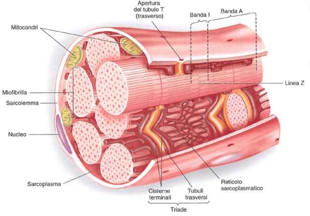 ipertrofia sarcoplasmatica