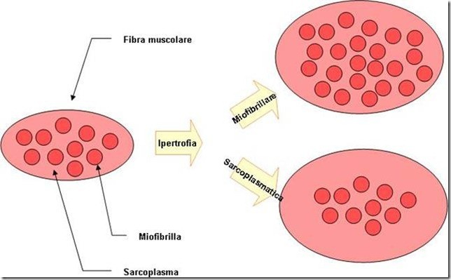 aumentare massa muscolare senza ingrassare