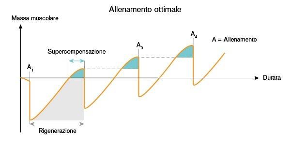 allenamento per aumentare massa muscolare 