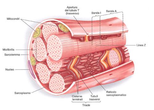 fibre muscolari