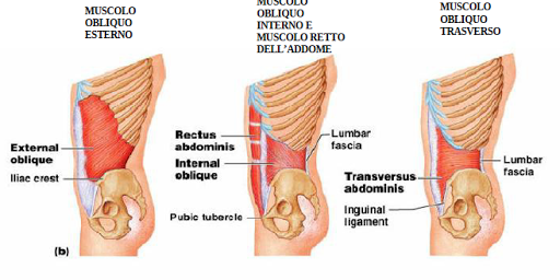 addominali obliqui muscoli