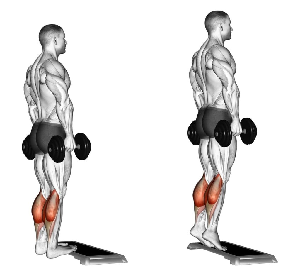 calf raises ingrossare le gambe 