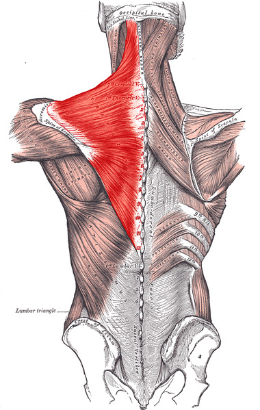 trapezio muscolo