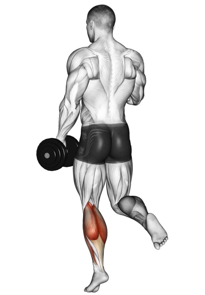 Calf raises con bilanciere o con manubri