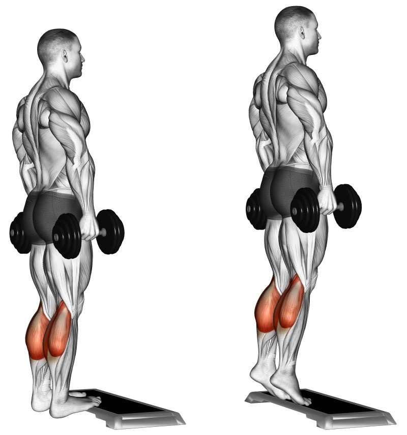 Calf raises con bilanciere o con manubri massa polpacci 