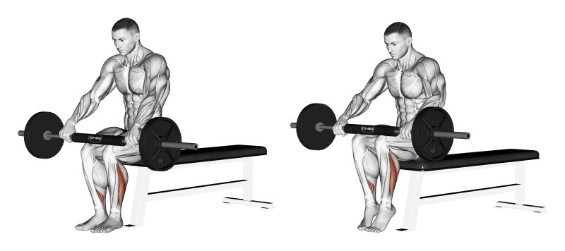 Seated calf raise con bilanciere polpacci 