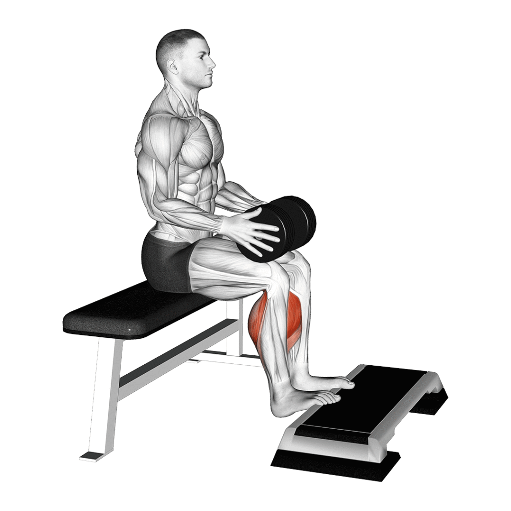 Seated calf a corpo libero polpacci 