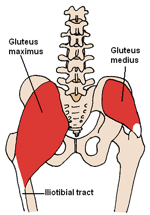 Glutei grossi e tonici